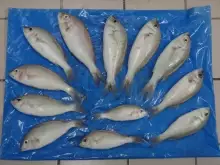 1 DOZEN ABU LABAAN FISHES