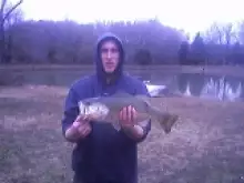 BIG MOUTH BASS