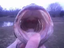 BIG MOUTH BASS   O