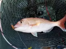 Red Snapper New Zealand