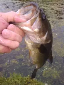 golf course pond