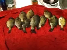 Bluegill is Great eating!!!!!