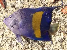 A beautiful purple colour fish with a Yellow patch