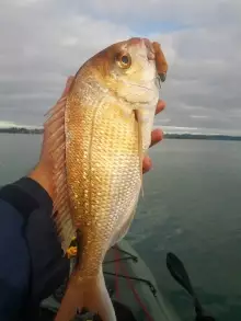 New Zealand Winter Snapper