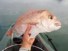Big New Zealand Snapper