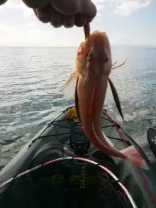 New Zealand Gurnard