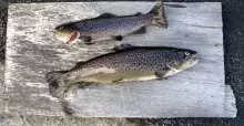 Brown Trout