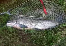 Black carp