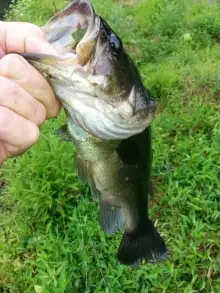 pond fishing