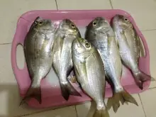 Snappers from Ajman, United Arab Emirates