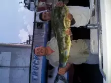 Mahi Mahi