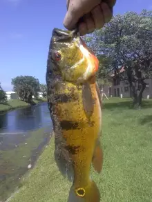 Peacock Bass
