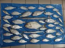 CATCH OF 28-08-2013