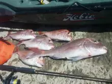 todays catch - auckland spring snapper