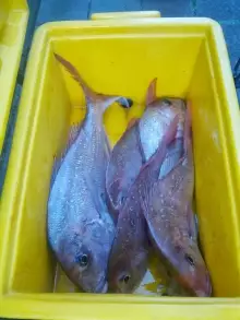 Bin of snapper