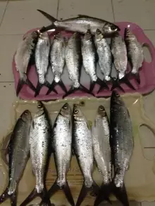 Milk fishes from Ajman UAE