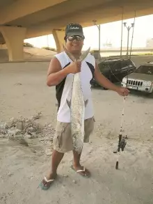 Abu Dhabi Kingfish