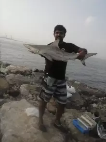 White Shark In UAE
