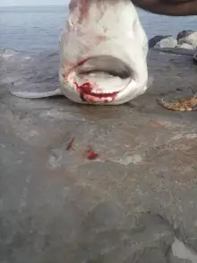 White Shark In UAE