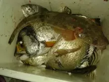 Nov 26 2013-Night Fishing at Jubail
