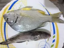 Fishes from Ajman UAE
