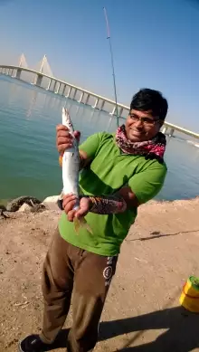 Barracuda from bateen beach