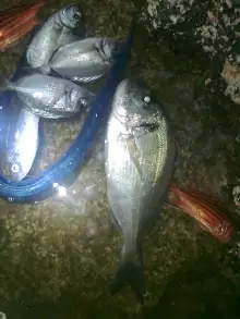 ZARGANA VE Ç?PURA