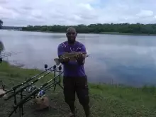 Bass