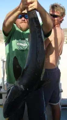 Holy Cobia!