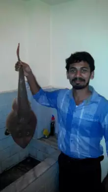 Stingray Landed From From Vypin