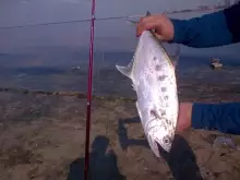Basar Abu Dhabi Fishing