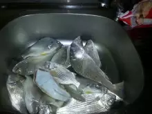 Bateen fishing 01/01/2013