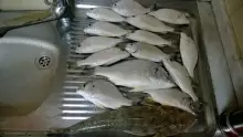 Buteen beach fishing 03/01/2014