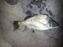 AJMAN