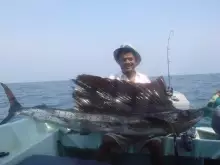 Sail Fish of Rompin Malaysia