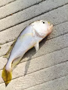 What is the name of this fish ?