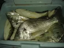 Night Fishing at Jubail-Jan 26 2014