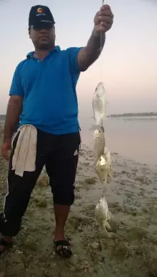 Fishing under Musafah Bridge - Abu Dhabi