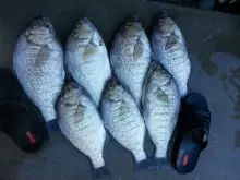Surf Perch on LC