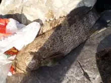Marina Breakwater Fishing 14Feb2014