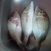 Valentine's Day fishing in Corniche