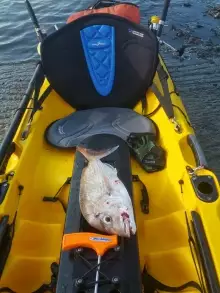 First snapper on my new prowler 4.1 ultra