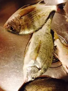 Sea Bream ?