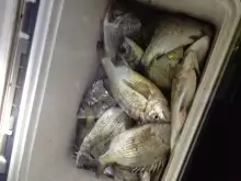 box full of Sea Bream