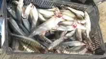 dia de pesca de pejerrey