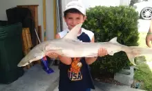 anthony's shark