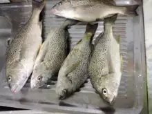 Nice silver grunts caught in the uae