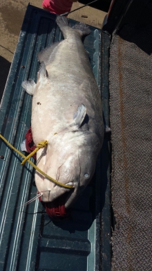 42.5 lb Blue Cat Waterloo lake, TX