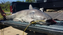 42.5 lb Blue Cat Waterloo lake, TX