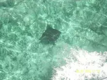 hunting Key spot sting Ray